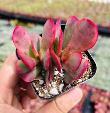 Pot crassula platyphylla for sale  San Jose