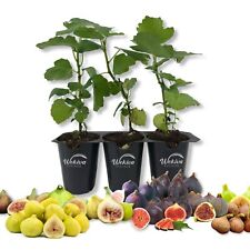 Fig tree live for sale  USA