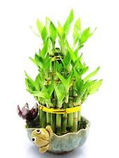 Lucky bamboo healthy for sale  Chino Hills
