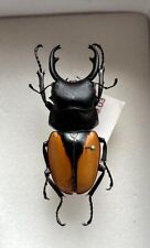 Insect lucanidae odontolabis for sale  LONDON