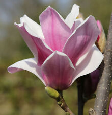 Großblütige säulen magnolie gebraucht kaufen  Bad Zwischenahn