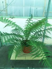 dicksonia tree fern for sale  WORTHING