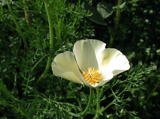 Flower california poppy for sale  SALISBURY