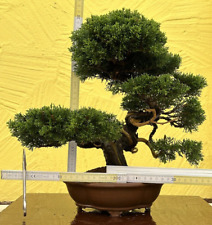 Joe bonsai men. usato  Spedire a Italy