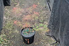 Acer dissectum red for sale  Newport
