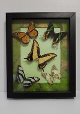 Taxidermy framed butterflies for sale  Orlando