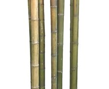 Bambusrohr grün naturfarben gebraucht kaufen  Jettenbach