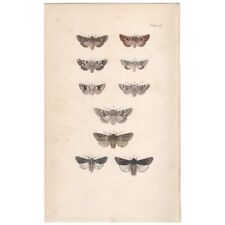 Morris moths antique for sale  Chicago