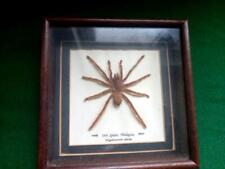 Taxidermy of Malaysian spider Mygalomorph species framed not endangered for sale  Shipping to South Africa