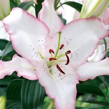 Lilium orientalis brasilia d'occasion  Expédié en Belgium