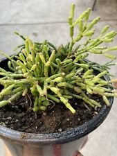 Rhipsalis Hatiora Salicornioides Dancing Bones in 5” pot for sale  Shipping to South Africa