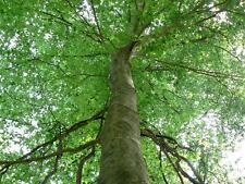 American beech quart for sale  Mcminnville