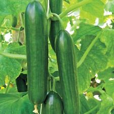 Cucumber beth alpha for sale  Shipping to Ireland
