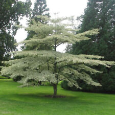 Cornus alternifolia argentea d'occasion  Pouzauges