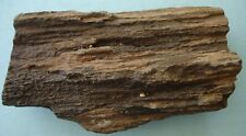 Petrified wood detailed for sale  North Richland Hills