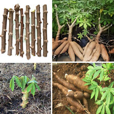 Cassava yuca manihot for sale  Shipping to Ireland