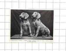 1954 weimaraner puppies for sale  UK