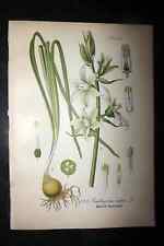 Thome 1903 Botanical. Ornithogalum Nutans. Drooping Star-of-Bethlehem 123 for sale  Shipping to South Africa