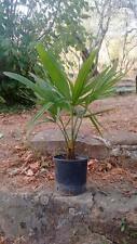 Pianta palma trachycarpus usato  Buti