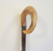 Rams horn curly for sale  ALTRINCHAM