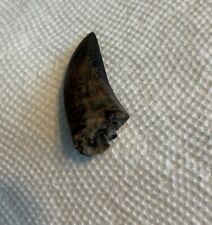 Rex tooth fossil for sale  Port Jefferson Station