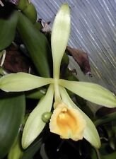 Vanilla pompona orchid for sale  Boynton Beach