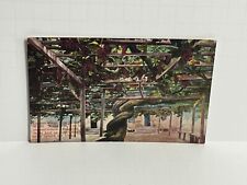 Postcard largest grape for sale  Forest Park