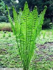 Ostrich glade fern for sale  Mcminnville