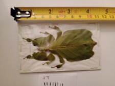 Leaf insect ssp for sale  PENZANCE