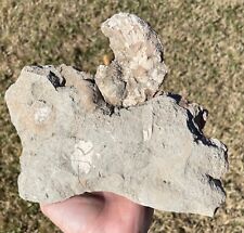 Texas fossil ammonite for sale  Coppell
