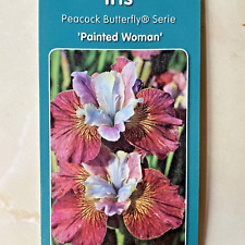 Iris sibirica painted for sale  PRESTON