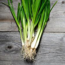 Onion white lisbon for sale  SALISBURY