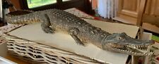 Crocodile naturalisé 1967 d'occasion  Villeneuve-d'Ascq-