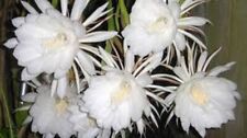 Epiphyllum pumilum orchid for sale  Shipping to Ireland