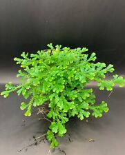 Selaginella uncinata rare for sale  CHRISTCHURCH