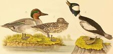 Audubon bird print for sale  Tonawanda