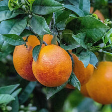 Citrus sinensis sanguinea d'occasion  Pouzauges