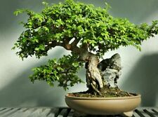 Chinese elm tree for sale  Shipping to Ireland