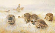Partridge. frosty dawn. for sale  NELSON