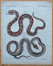 Anel cobra chifre cobra - Bertuch estampa colorida original (A) - 1790 comprar usado  Enviando para Brazil