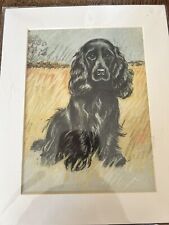 Cocker spaniel charming for sale  BOURNEMOUTH