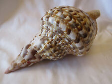 Large Triton Charonia Tritonis Trumpet Sea Shell 9.5" Excellent Condition for sale  Shipping to South Africa