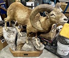 Vintage mouflon ram for sale  Detroit