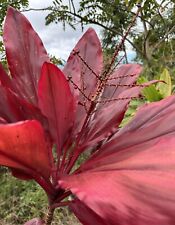 Hawaiian red leaf for sale  Kailua Kona