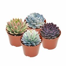Live potted assorted for sale  Fallbrook