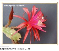 Epiphyllum anita paetz d'occasion  Chartres