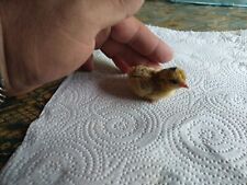 Miniature chicken hatching for sale  Tallahassee