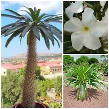 Semi pachypodium lamerei usato  Nizza Di Sicilia