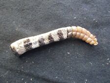 Diamondback rattle snake for sale  Sheridan