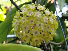 Hoya estrella waterfalls for sale  WARRINGTON